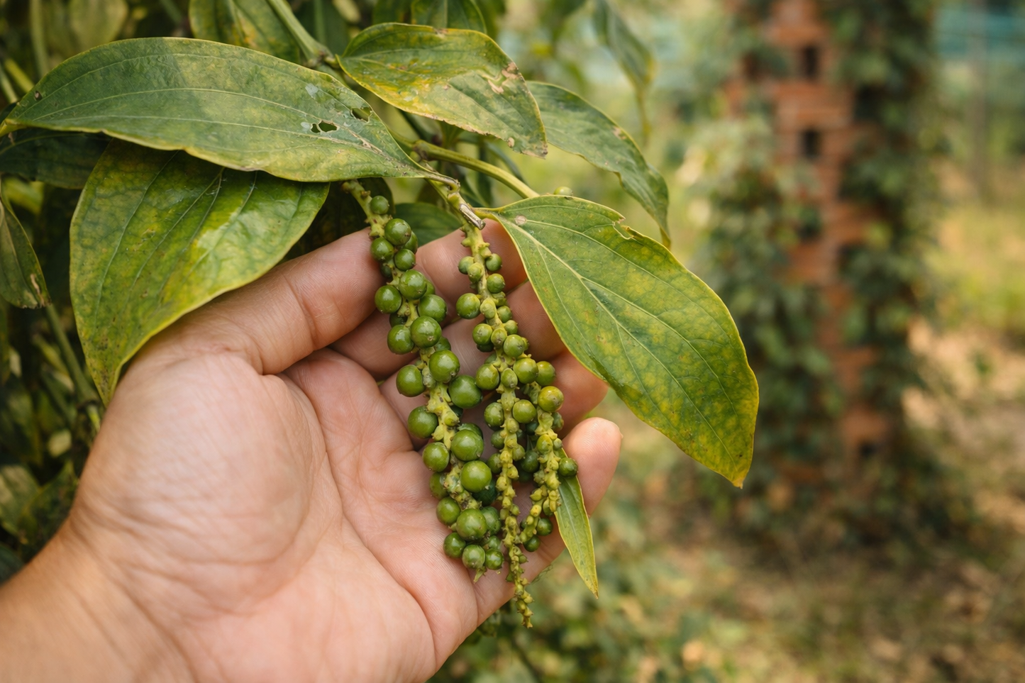 Poivre Noir de Kampot IGP – Premium – Direct Producteur