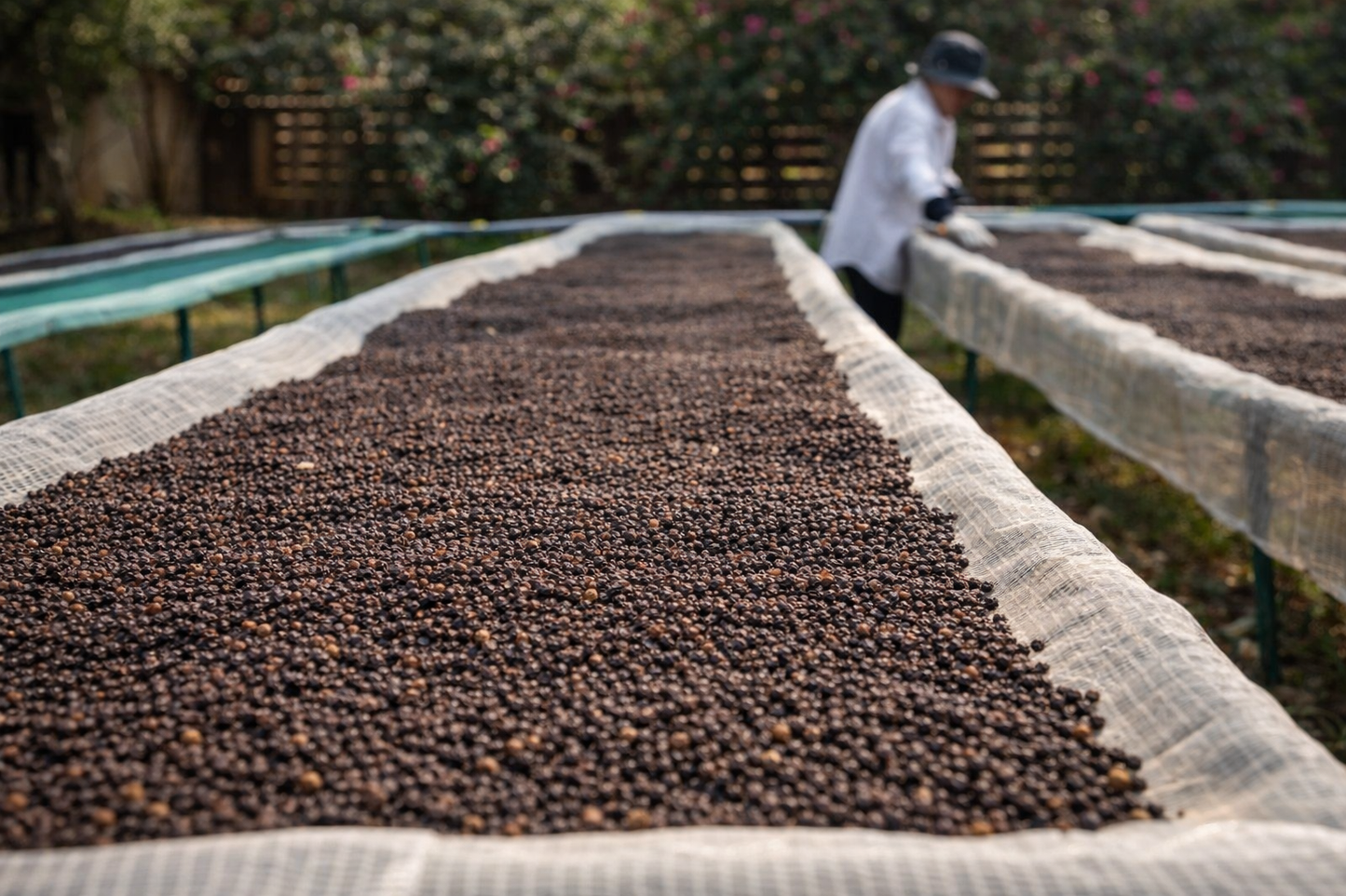 Poivre Noir de Kampot IGP – Premium – Direct Producteur
